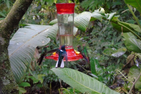 Mindo Nevelwoud- en vogeltochtPrivé Mindo Cloud Forest en Birding Tour inclusief ticket