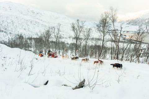 Tromsø: Dog Sledding Tour