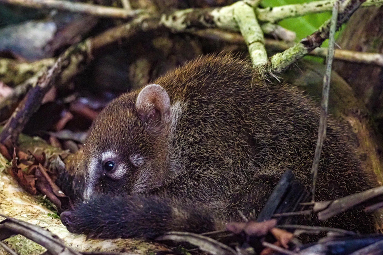 Uvita: Corcovado Rainforest & Wildlife Adventure