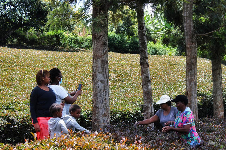 Purple Tea Farm Tour