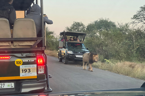 Safari de un día en Johannesburgo - Aventura Pilanesberg Big 5