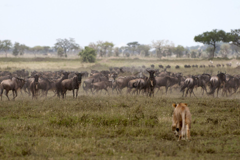 5 Day Tanzania Best Safari Idea