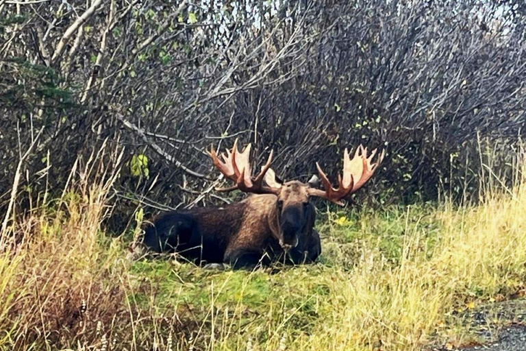 Anchorage: Wildlife Conservation Center & Portage Valley