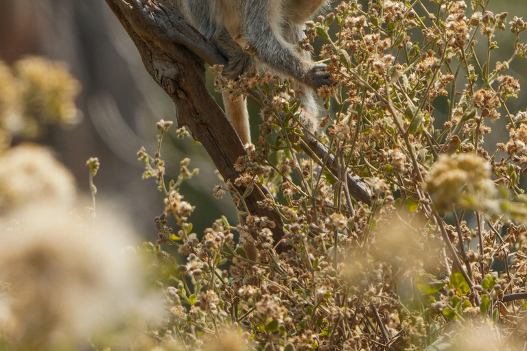 Lake Manyara Day TripPrivate Lake Manyara day trip