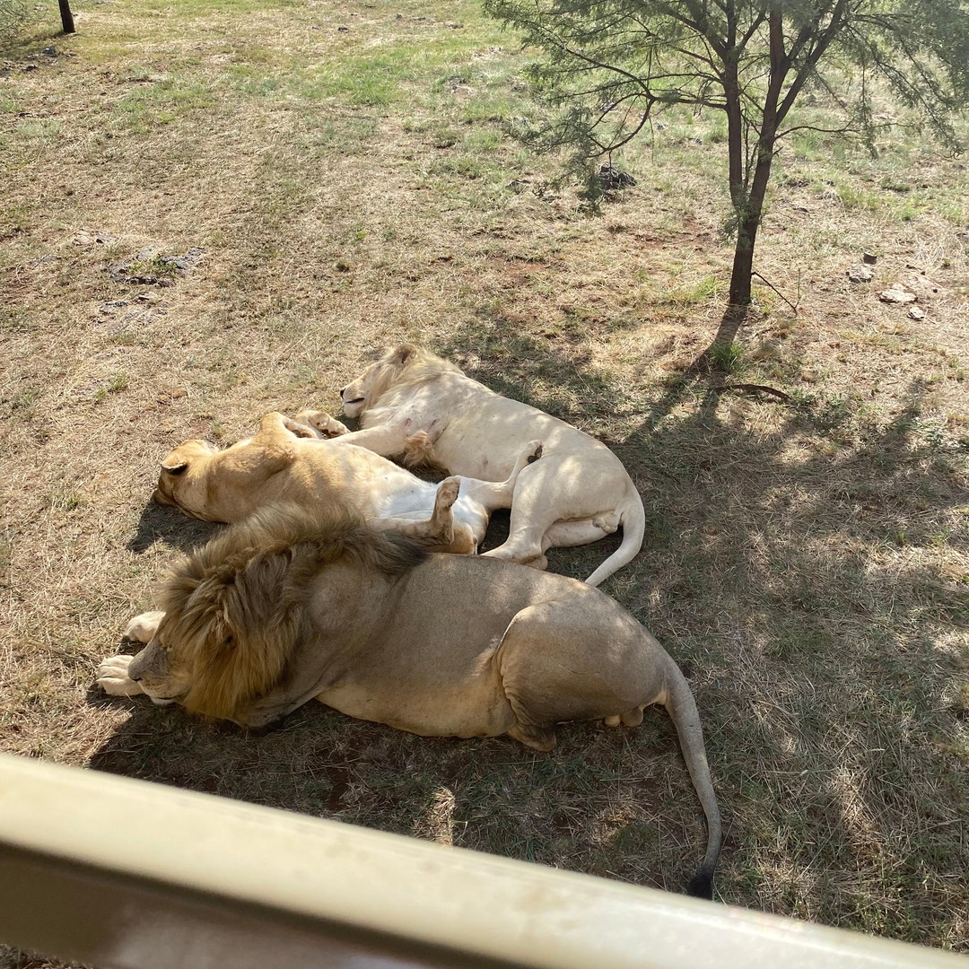 メディア コラージュ