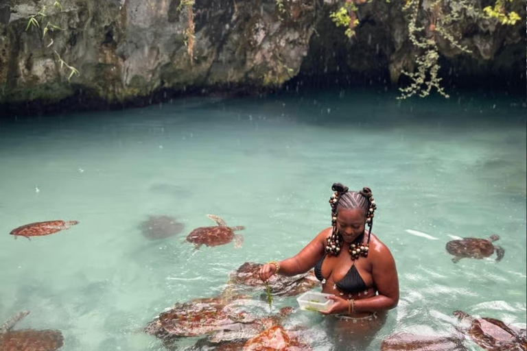 ZANZIBAR: Sea Turtles Swimming, Location Nungwi or Kizimkazi Salaam Cave Feeding & Swimming with and Sea Turtles