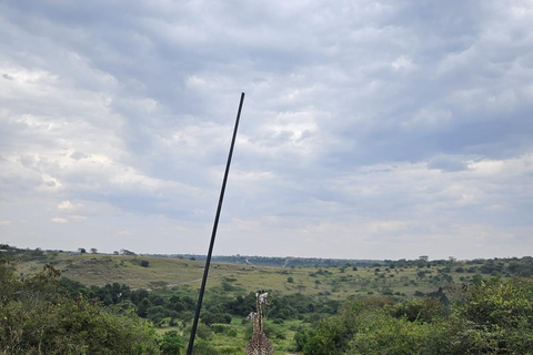 Nairobi: National Park Half-Day Group Tour with Pickup