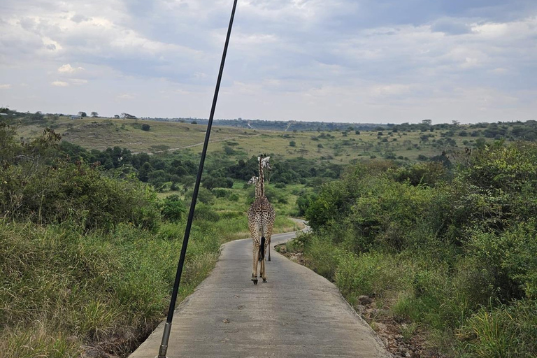 Nairobi: National Park Half-Day Group Tour with Pickup