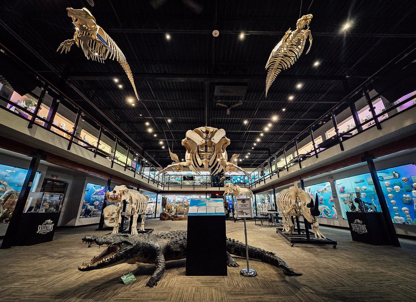 Oklahoma City: SKELETONS: Billet til Museum of Osteology