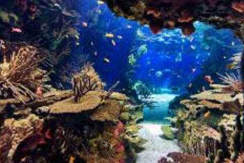 Mexico City: Inbursa Aquarium Entry with Hotel Transfer