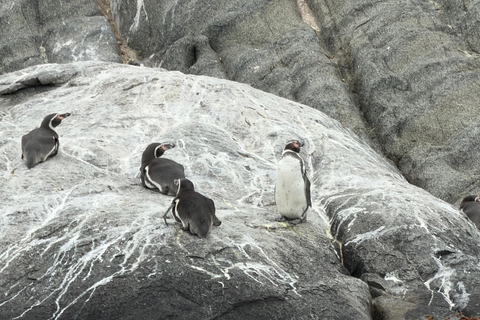 From Santiago: Papudo Horseback Ride & Penguin Watching