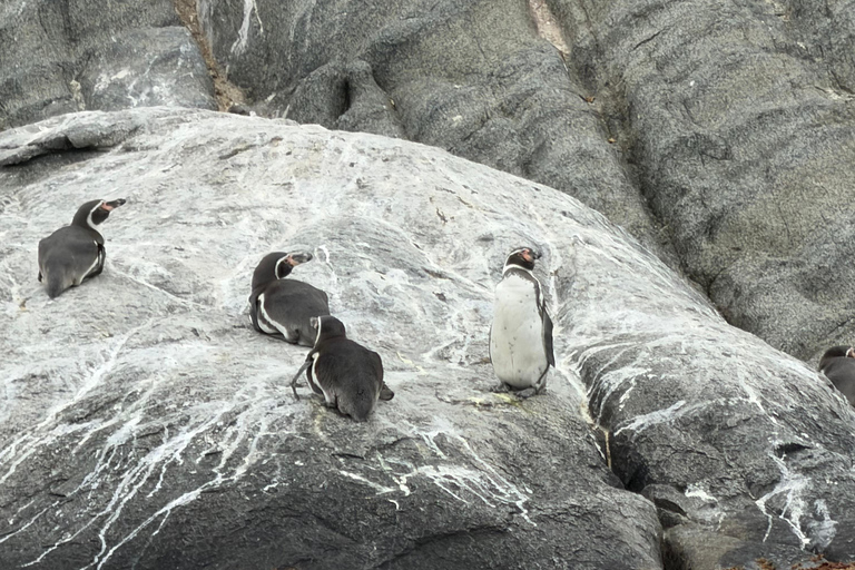 From Santiago: Papudo Horseback Ride & Penguin Watching