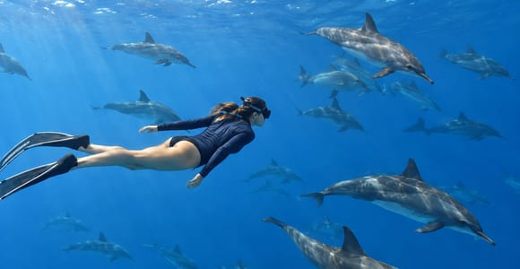 Marsa Alam: Sataya Dolphin House Snorkeling Trip with Lunch