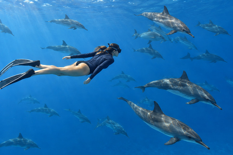 Marsa Alam: Sataya Dolphin House Snorkeling Trip with Lunch