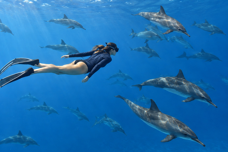Marsa Alam: Sataya Dolphin House Snorkeling Trip with Lunch