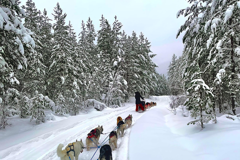 Hudiksvall: Dog Sledding Tour with Bonfire and Refreshment