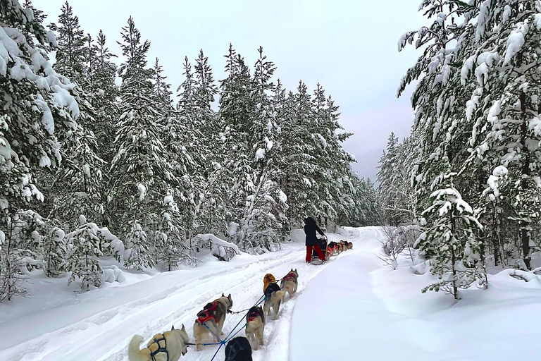 Hudiksvall: Dog Sledding Tour with Bonfire and Refreshment