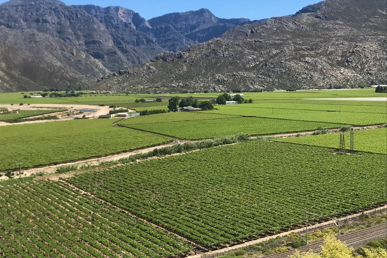 Kapstaden: Taffelberget och stellenbosch Big Cats Park