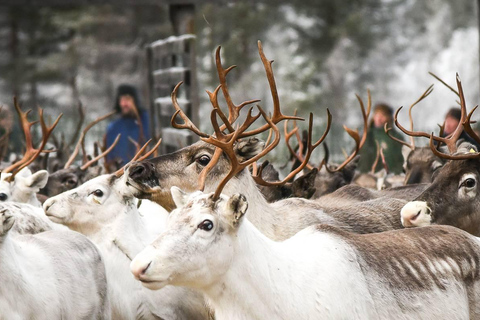 Rovaniemi: Visita alla fattoria delle renne lapponi e giro in slitta