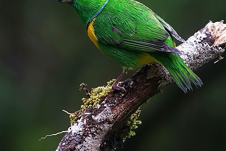 Wędrówka po lesie chmur MonteverdeSpacer przyrodniczy po lesie chmur Monteverde