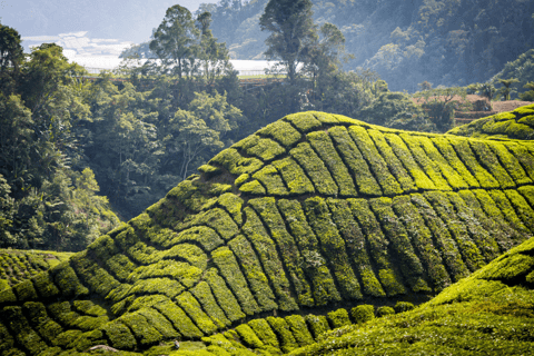 Kuala Lumpur: Excursão particular a Cameron Highlands e Batu Caves