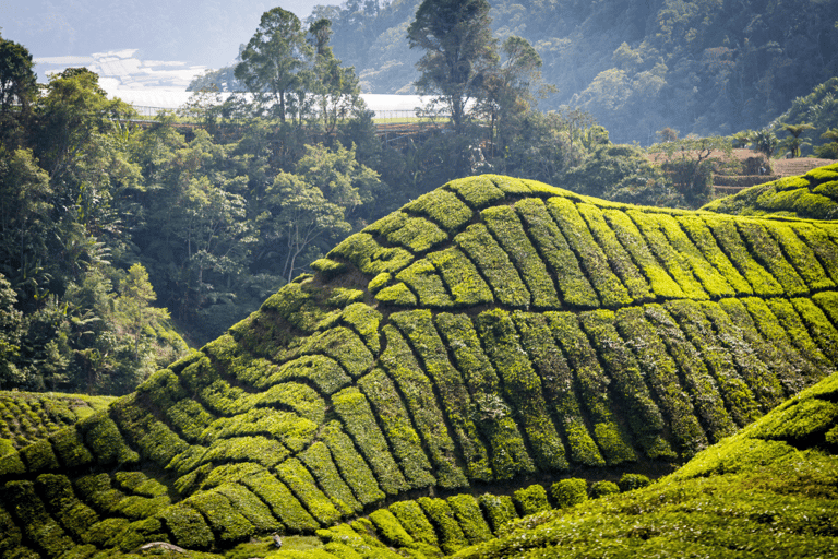 Kuala Lumpur: Excursão particular a Cameron Highlands e Batu Caves