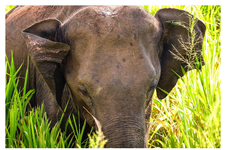 Wild Elephant Safari Tour Minneriya, Kaudulla & Hurulu ECO Start from Dambulla