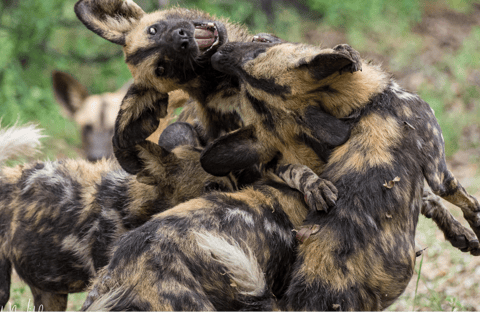 Von Sansibar: 3-tägige Selous-Safari, Bootstour &amp; Besuch bei den MaasaiAll-Inclusive: 3-Tages-Safari, Bootsfahrt und Busch-Wanderung