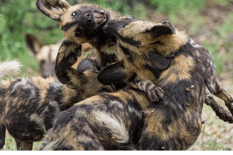 Von Sansibar: 3-tägige Selous-Safari, Bootstour &amp; Besuch bei den MaasaiAll-Inclusive: 3-Tages-Safari, Bootsfahrt und Busch-Wanderung