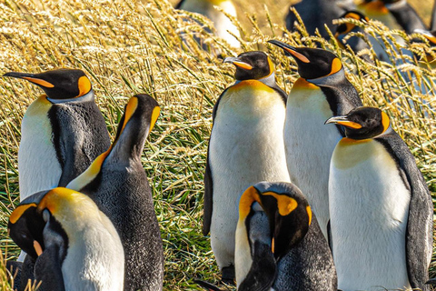 Punta Arenas: Full Day Tierra del Fuego & King Penguins