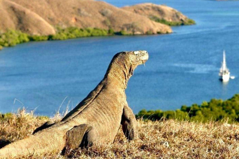 Bali: Komodo Island One Day Trip with Flights and Snorkeling