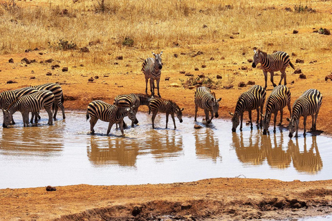 Mombasa: Tsavo West Overnight Safari & Night Drive at Ziwani