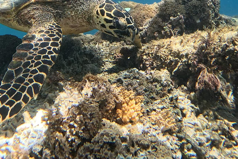 Gili island Snorkelling by private glass bottom boat