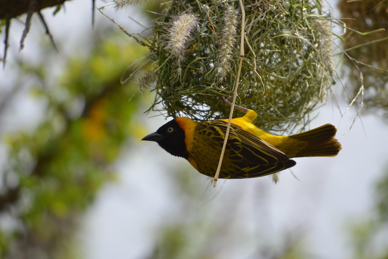 Arusha: 5-tägige Serengeti, Ngorongoro und Kilimandscharo Safari