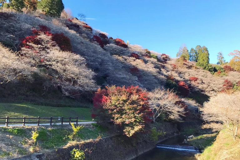 Nagoya Shore Excursion: Castle & Traditional Garden Day Tour