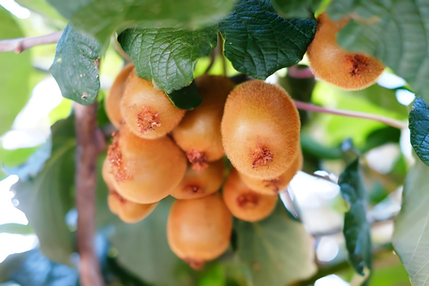 Amalfi: Milk the cows, Make Pasta, Mozzarella and Tiramisù! Private Cooking Class