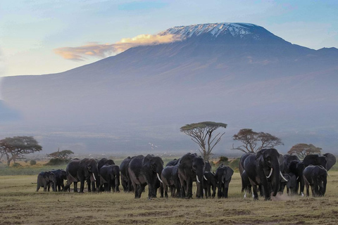 Amboseli und Maasai Mara 5Tage