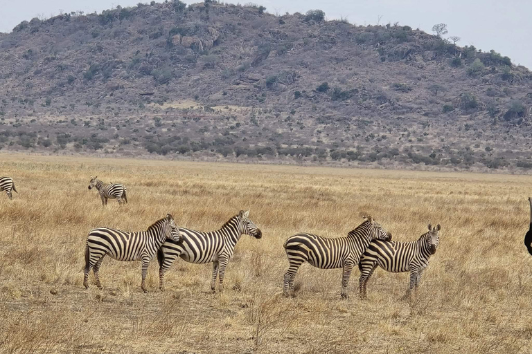 Città del Capo: safari Aquila big five con trasporto e pranzo