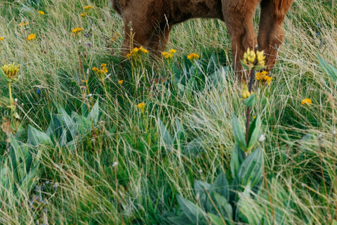 UNESCO World Heritage: Marvel at the Wieskirche & Klosterbrauerei Andechs