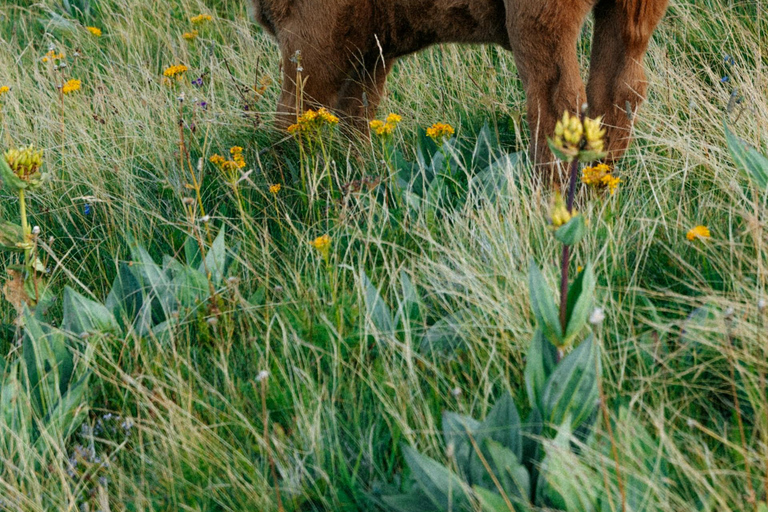 UNESCO World Heritage: Marvel at the Wieskirche & Klosterbrauerei Andechs