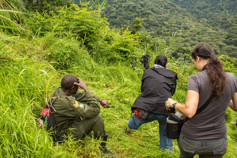 Vanuit Nairobi: 7-daagse Masai Mara en Bwindi gorilla safari