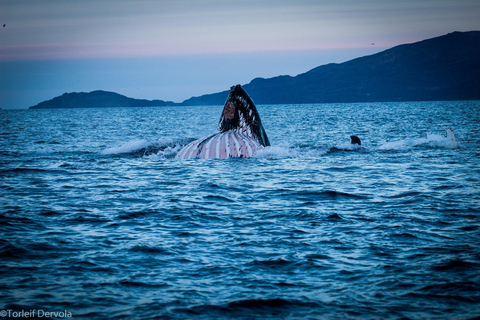 From Skjervøy: Whale Watching in a Heated Cabin Cruiser