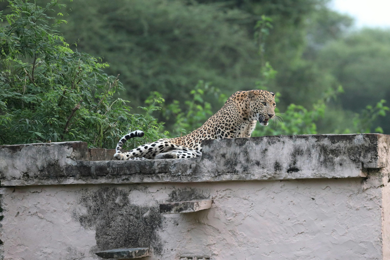 Jaipur: Amagarh Leopard Reserve Safari Private Tour