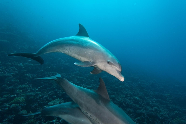 Hurghada: Orange Island & Snorkeltrip Dolfijnen kijken