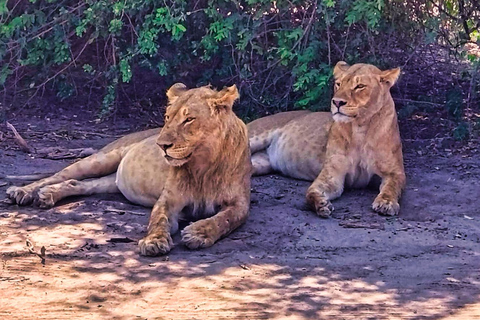 Dagsutflykt från Victoriafallen: Chobe NP land- och flodsafari