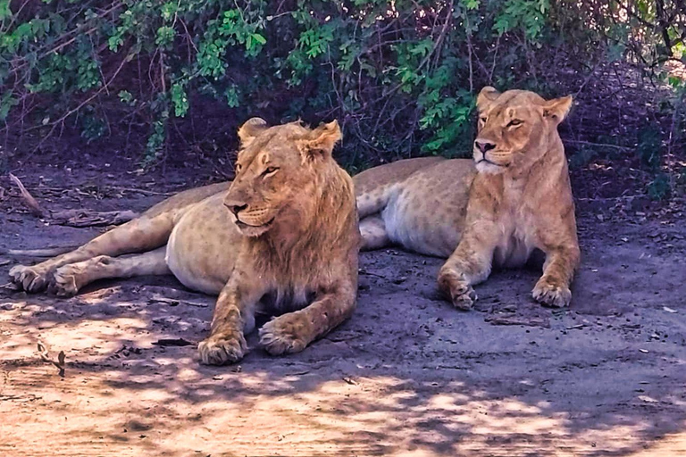 Escursione di un giorno dalle Cascate Vittoria: Safari terrestre e fluviale nel Chobe NP