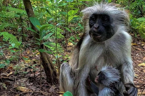桑给巴尔：乔扎尼森林与蝴蝶日游私人导游服务，不包含酒店接送。