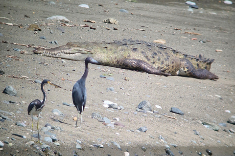 Corcovado-Sirena station day tour from Puerto Jimenez by boat. Corcovado National Park Sirena Station day tour from Puerto Jimenez