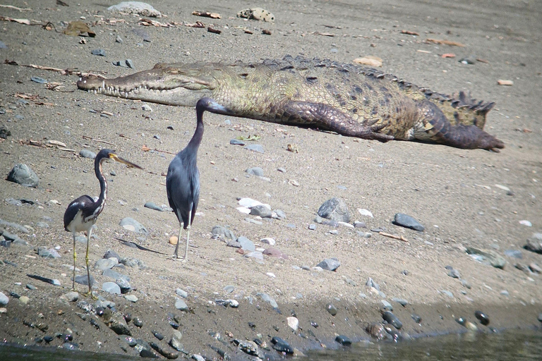 Corcovado-Sirena station day tour from Puerto Jimenez by boat. Corcovado National Park Sirena Station day tour from Puerto Jimenez