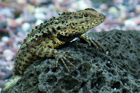 From Puerto Ayora: Floreana Island Snorkeling Day Tour